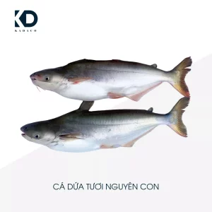 Cá Dứa Tươi Nguyên Con