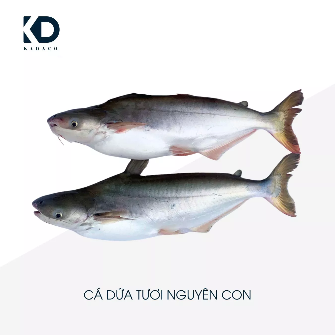 CA DUA TUOI